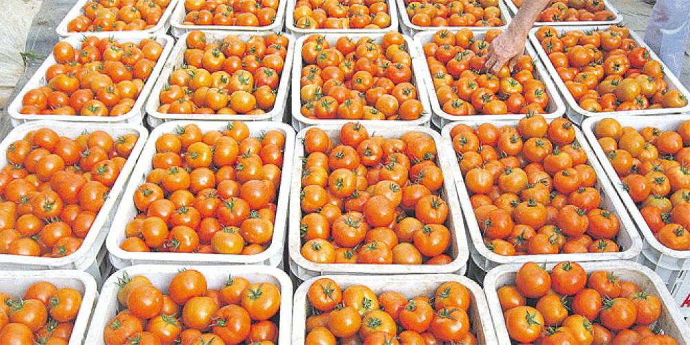 Tomates: Le Maroc renforce ses parts de marché dans l’UE