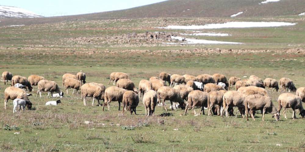 Laâyoune-Sakia El Hamra: Appui aux éleveurs impactés par le retard des pluies