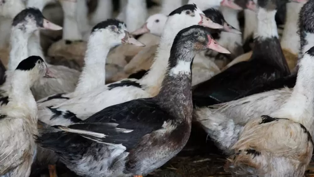 Grippe aviaire : un cas détecté dans un élevage de dindes de la Somme