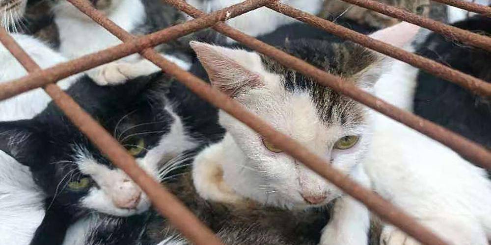 Chine : près de 150 chats sauvés de la marmite par la police