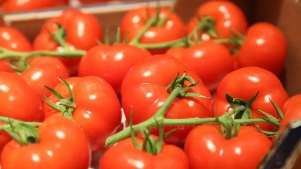 Le Maroc, principal fournisseur de tomates en Espagne