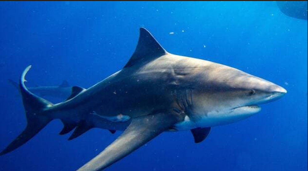 En Floride, un enfant amputé d’une partie de sa jambe après une attaque de requin