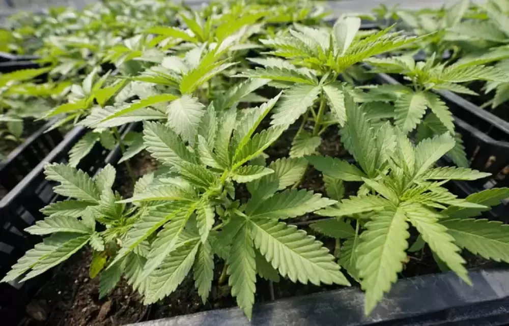 Etats-Unis : La consommation de marijuana a augmenté chez les jeunes en 2021