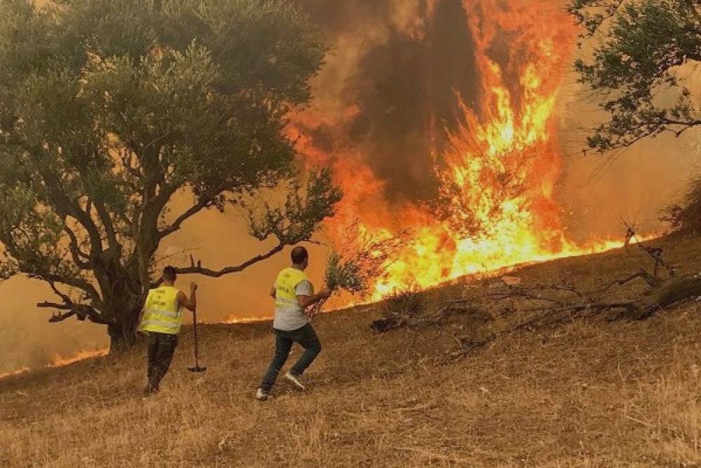 Algérie : le bilan des feux de forêt s'alourdit à 43 morts