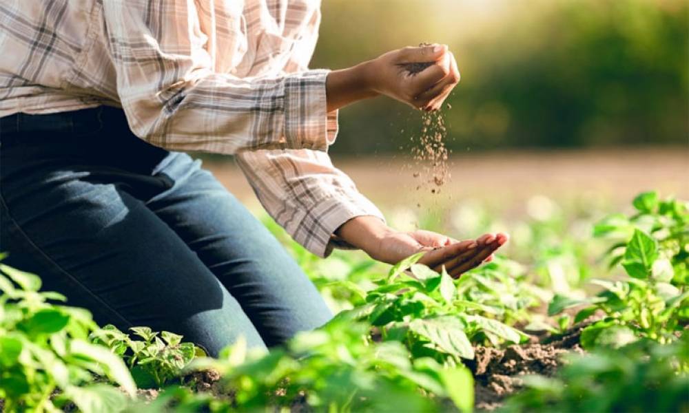 Entrepreneuriat des jeunes dans l’agriculture : un programme dédié à la production à Fès-Meknès !