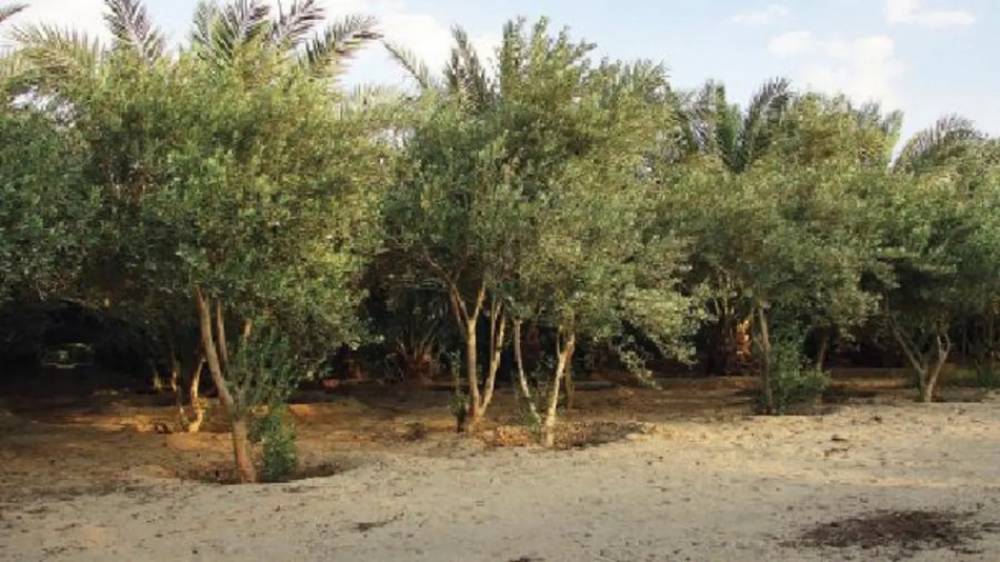 La nouvelle vague de chaleur met en péril les arbres fruitiers au Maroc