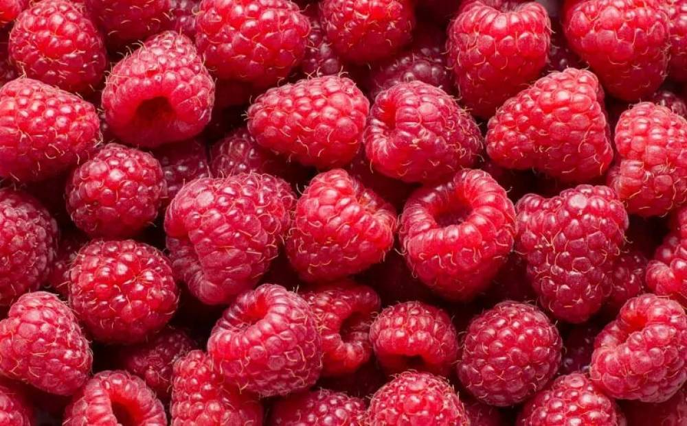 Le Maroc, leader des exportations de framboises au Royaume-Uni