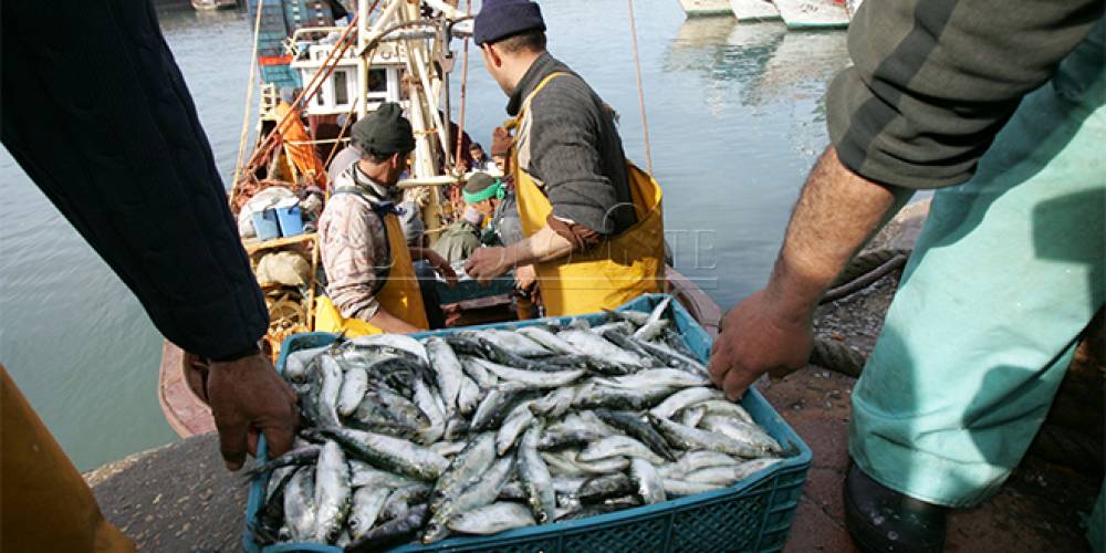 Pêche : les débarquements du Port de Sidi Ifni en hausse