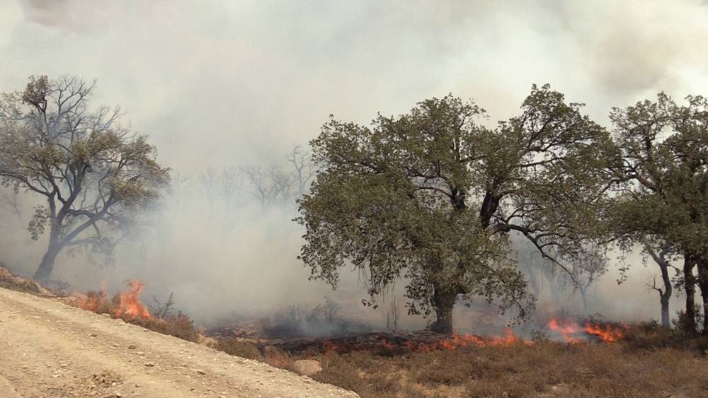 Incendies de forêt: un nouveau départ de feu dans la province de Taounate