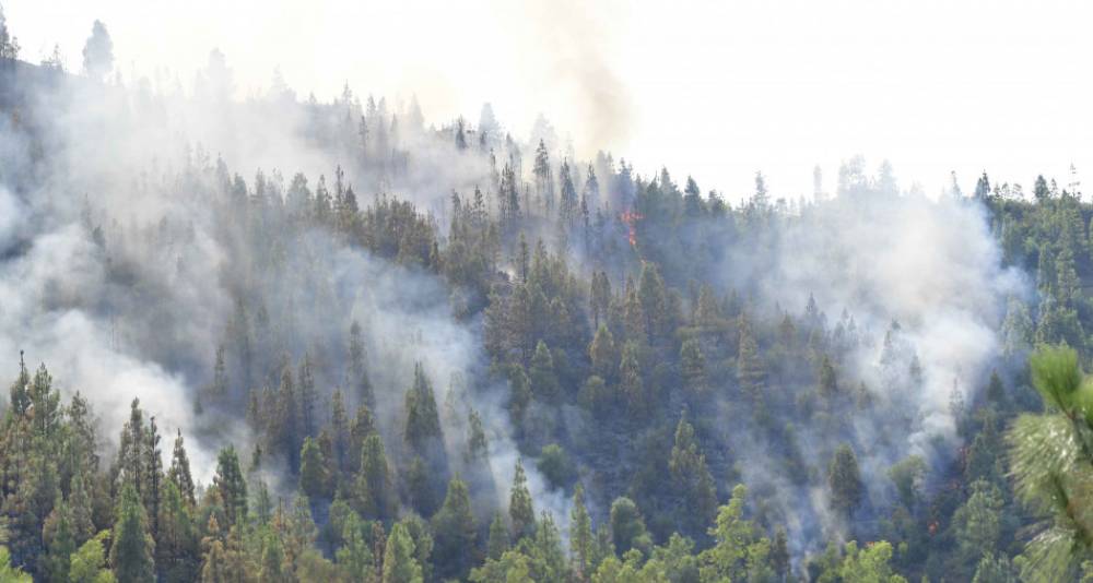 L'incendie de la forêt de Maghraoua totalement maitrisé