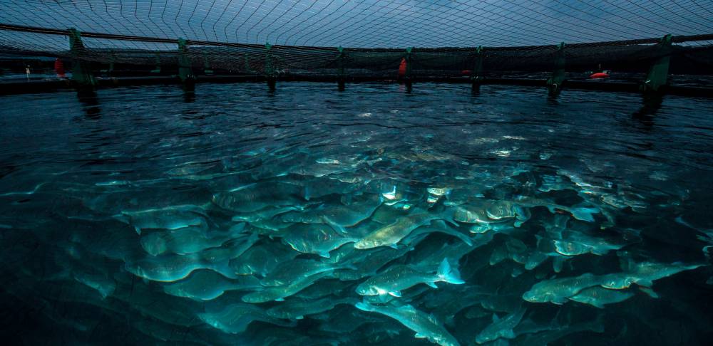 Aquaculture à terre : les études d’évaluation d’une quarantaine d’espaces dans le Sud lancées