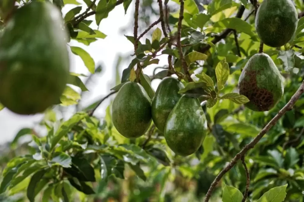 Culture d'avocats : Malgré la sécheresse, les agriculteurs affichent un optimisme résolu