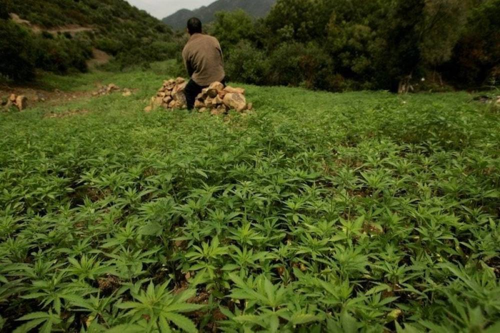 ANRAC : 3.029 licences délivrées en 2024 pour la culture légale de cannabis