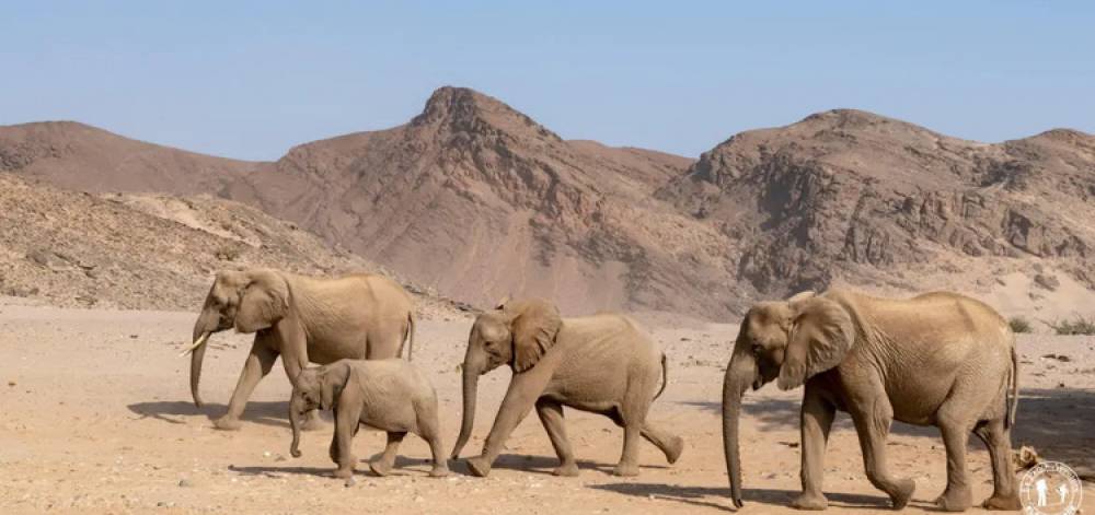 Lutte contre la sécheresse : La Namibie prévoit l’abattage de 83 éléphants