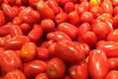 Les tomates allongées marocaines perdent du terrain sur le marché européen (EastFruit)