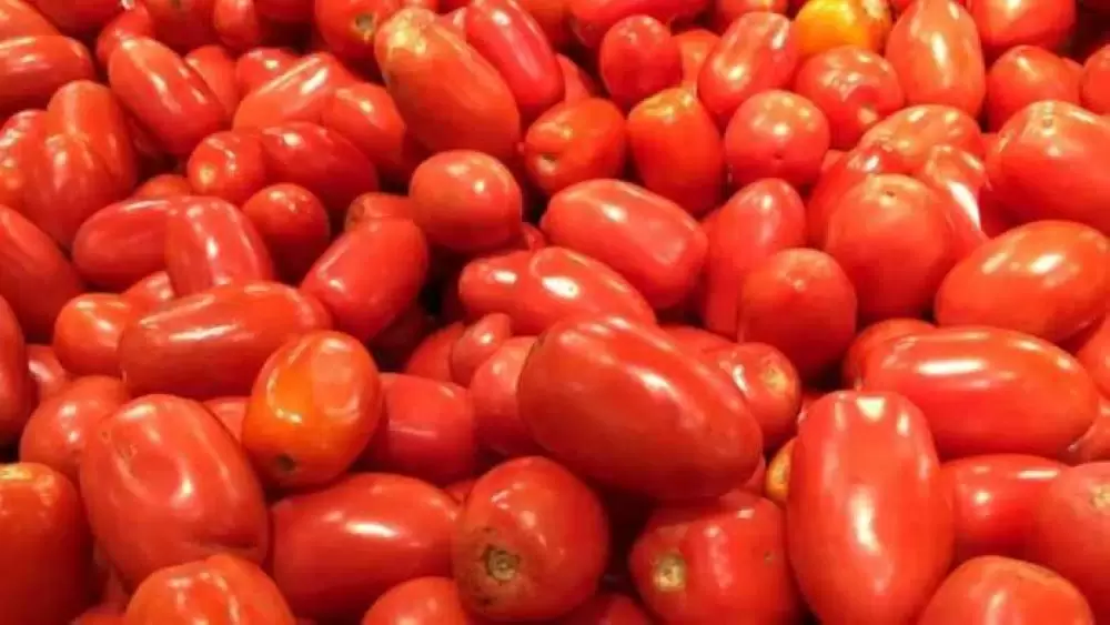 Les tomates allongées marocaines perdent du terrain sur le marché européen (EastFruit)