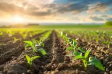 Agriculture durable : Des chercheurs marocains créent des cartes précises des nutriments du sol grâce à l’IA