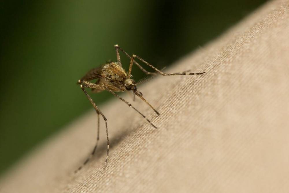 Virus du Nil occidental : L’Italie enregistre 275 cas confirmés, dont 19 décès