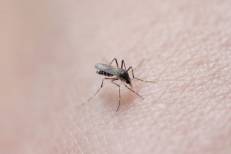 Chikungunya: près de 230 cas recensés en France