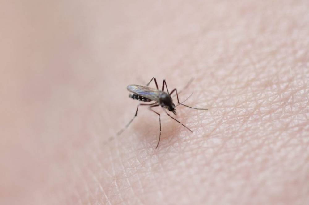 Chikungunya: près de 230 cas recensés en France