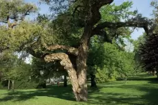Préserver la forêt de Maâmora : l’ANEF défend son plan malgré les critiques