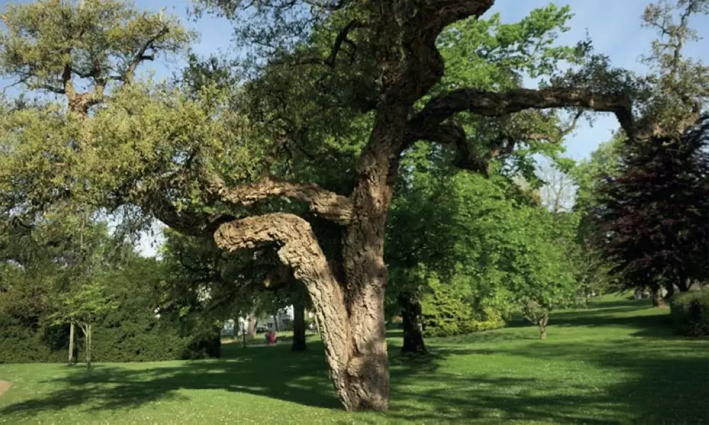 Préserver la forêt de Maâmora : l’ANEF défend son plan malgré les critiques