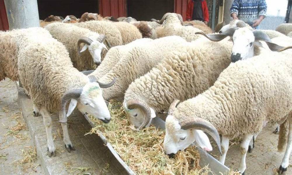 Le gouvernement lèvera dès septembre la suspension des droits de douane et de la TVA sur les importations d'ovins, de caprins et de lait en poudre