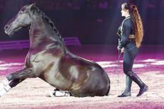 La 16ème édition du Salon du Cheval d’El Jadida accueille le prestigieux "Title Show" des chevaux Pur-Sang Arabes