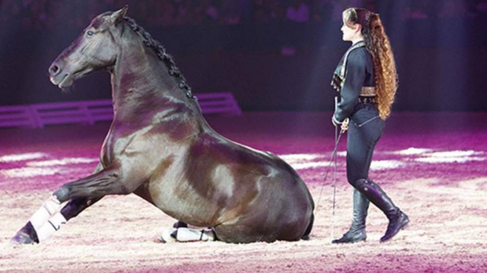 La 16ème édition du Salon du Cheval d’El Jadida accueille le prestigieux "Title Show" des chevaux Pur-Sang Arabes