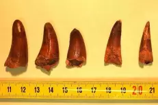 Moyen Atlas : Découverte des plus anciennes dents de Turiasauria en Afrique