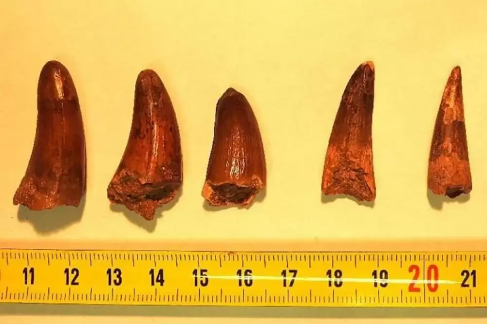 Moyen Atlas : Découverte des plus anciennes dents de Turiasauria en Afrique