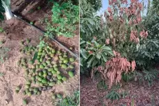 Avocats marocains : malgré la canicule, l’offre restera stable cette saison