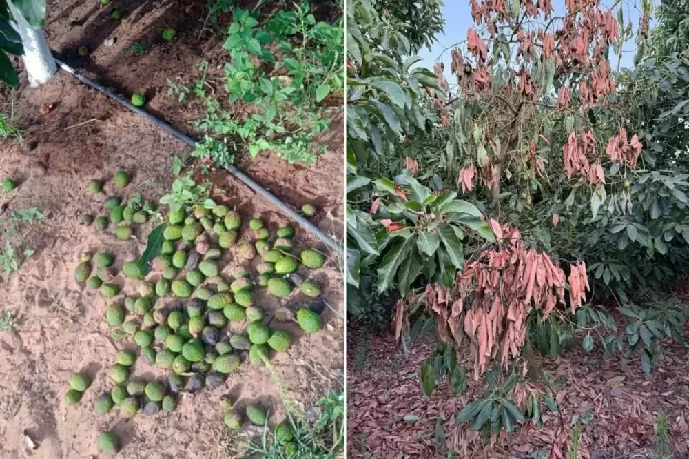 Avocats marocains : malgré la canicule, l’offre restera stable cette saison