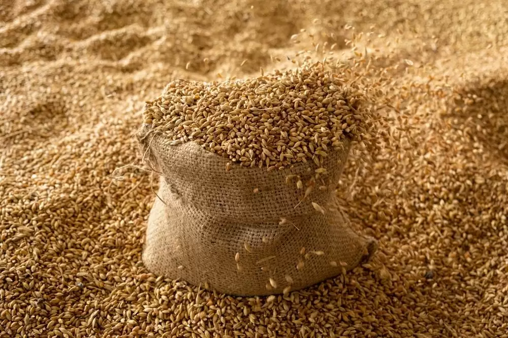 Entre janvier et juillet 2025, le Maroc a réduit ses importations de céréales de 11 %