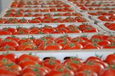 Tomates : Les exportations vers l’Espagne ont grimpé de 40%