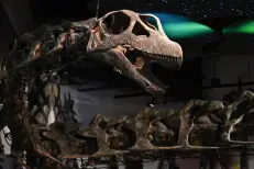 Thaïlande : découverte d’un fossile de dinosaure vieux de plus de 130 millions d'années