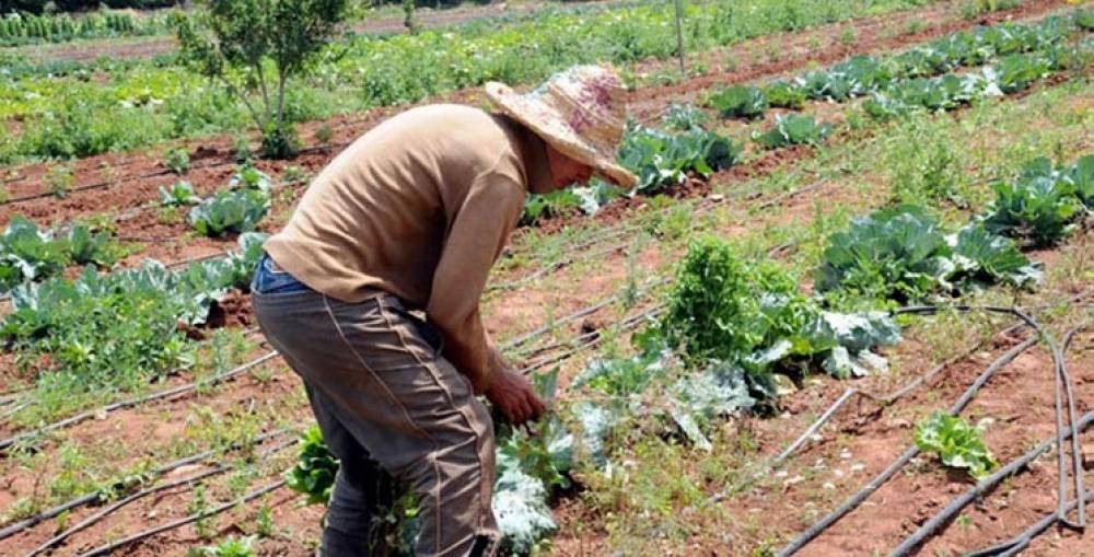 Agriculture solidaire : 40 nouveaux projets dans le pipe à Marrakech-Safi