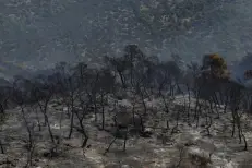 Grèce : un maire placé en détention provisoire pour incendie de forêt