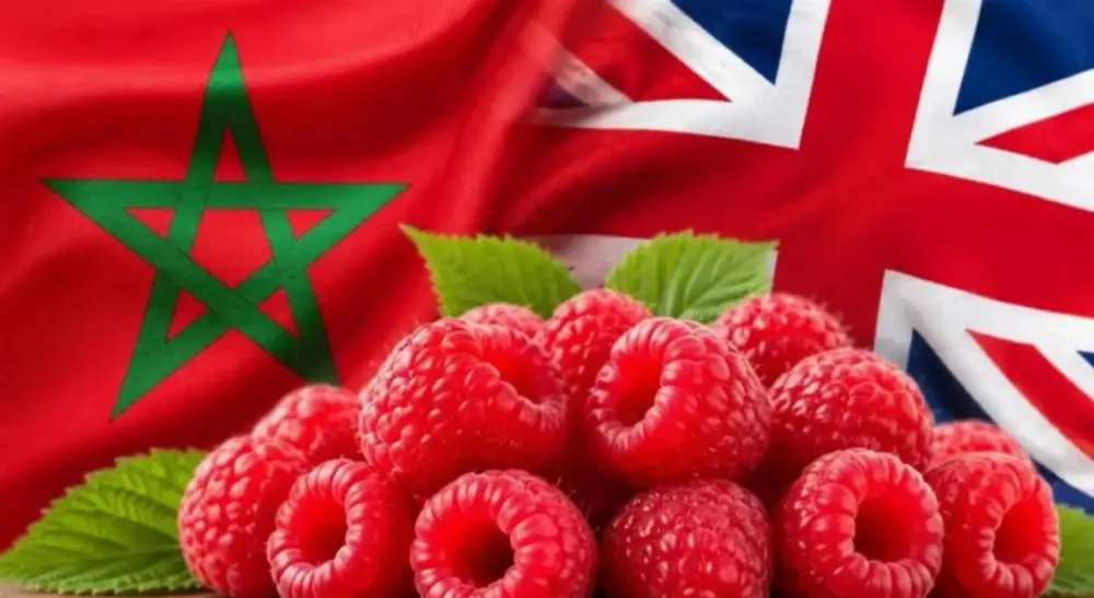 Le Maroc conforte sa place de premier fournisseur de framboises du Royaume-Uni