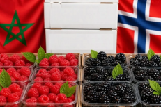 Le Maroc devient le premier fournisseur de la Norvège en framboises et mûres fraîches
