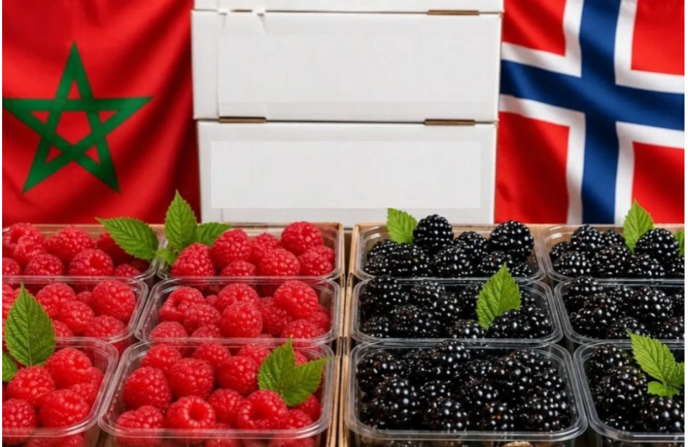 Le Maroc devient le premier fournisseur de la Norvège en framboises et mûres fraîches