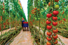 Légumes sous serre: les exportations marocaines vers l’UE progressent de 55,9%