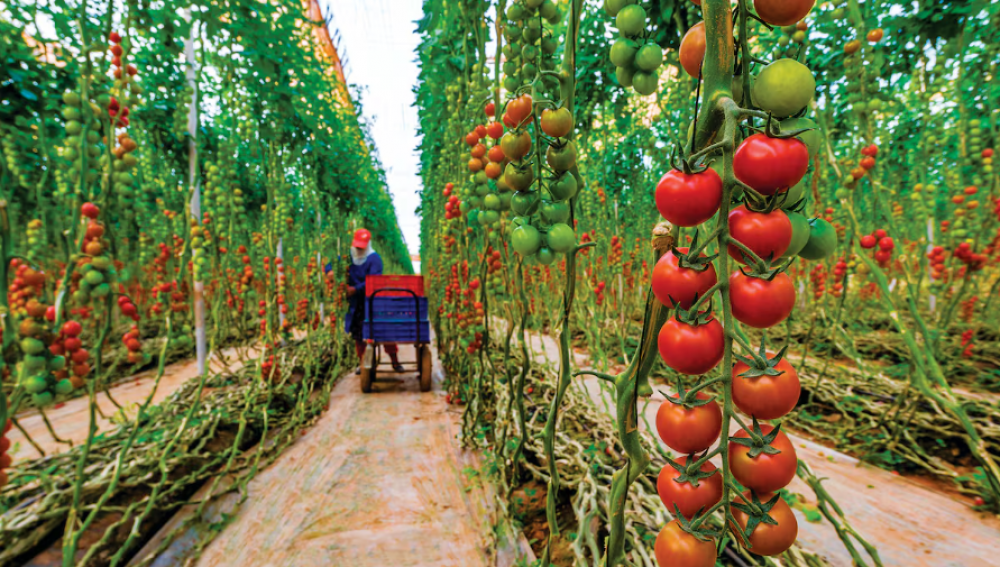 Légumes sous serre: les exportations marocaines vers l’UE progressent de 55,9%