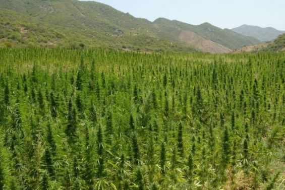 Le Cannabis, une richesse économique et agricole mal-aimée du Maroc ?