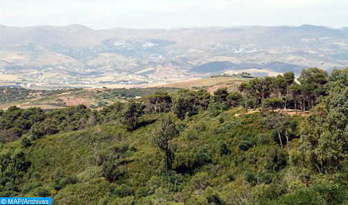 “Forêts du Maroc 2020-2030”: Programmation de 600.000 ha de plantations forestières à l’horizon 2030