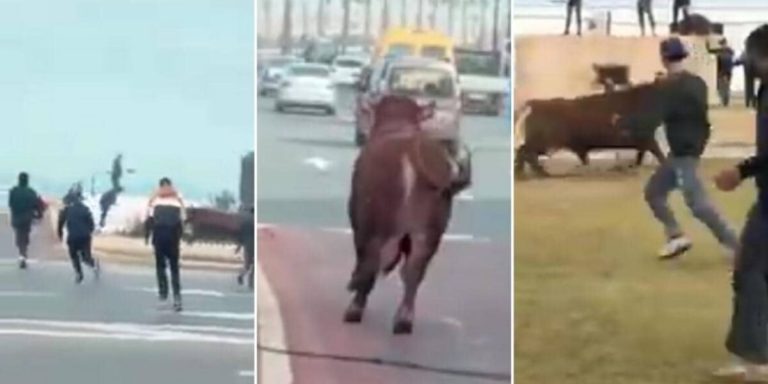 Une femme a été tuée par un taureau dans la région de Rabat