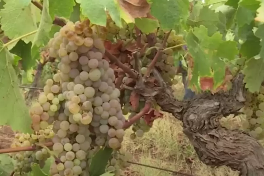 Quand la viticulture au Maroc se conjugue aux raisins de table et de cuve