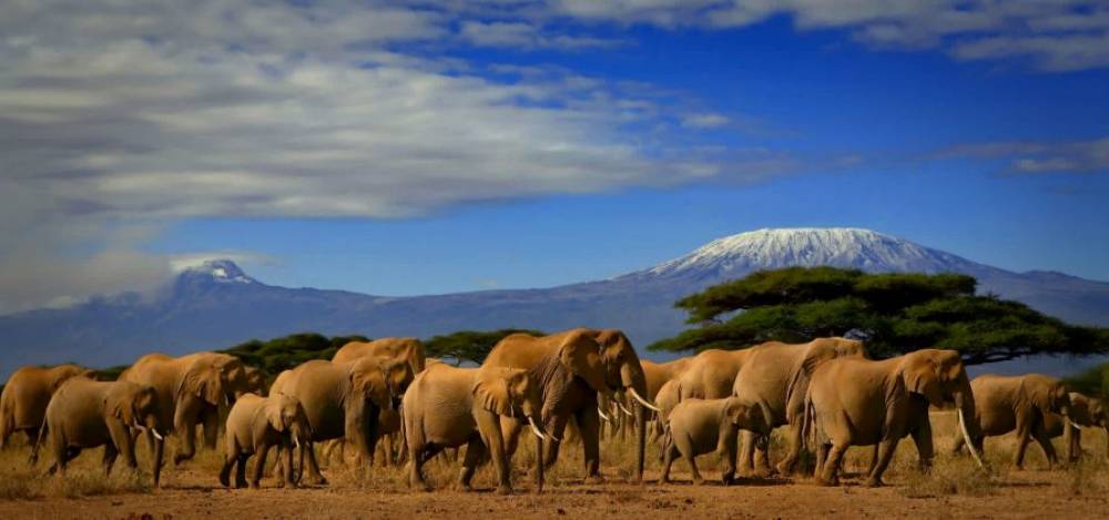 Le Kenya sacré meilleure destination de safari au monde