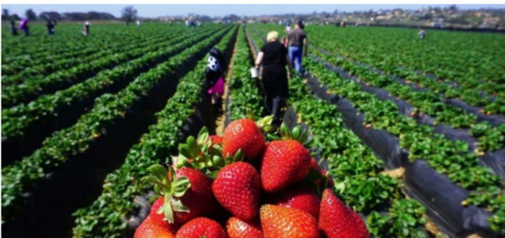 Les saisonnières marocaines : Un retour prévu de Huelva en janvier