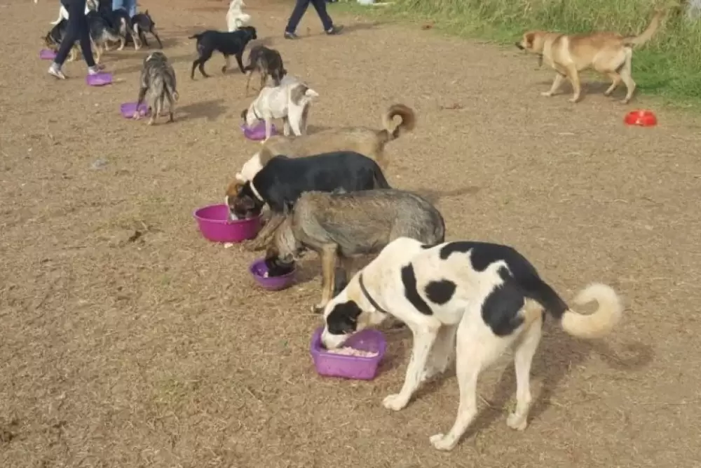 Abattages de chiens : La tribu des Quat'pattes dénonce un nouvel acte de cruauté à Fès